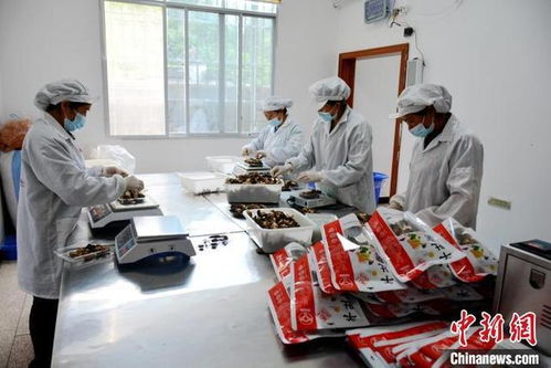 活化生态资源 重庆乡村蹚出振兴新路